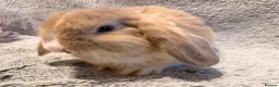 Mini Lop rabbits for sale: Adorable 8-Week-Old Baby Rabbits for Sale 🐰 - Advert 9