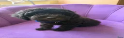 Cockapoo dogs for sale: Stunning F1B Cockapoos - DNA Clear- READY TO LEAVE - Advert 17