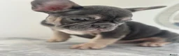 French Bulldog dogs for sale: Ready Now french bulldog puppies - Advert 26