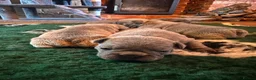 French Bulldog dogs for sale: KC REG genetic tested French bulldog puppies  - Advert 3