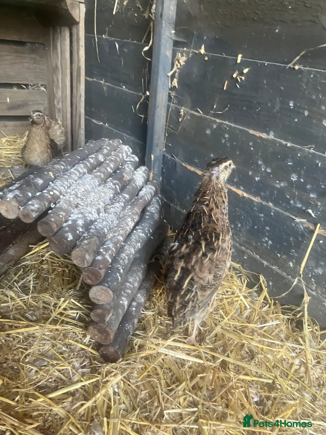 Quail poultry for sale: Female quail for sale  - Advert 2