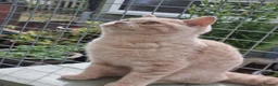 British Shorthair cats for sale: Cream colour British shorthair  in Newport - Advert 5