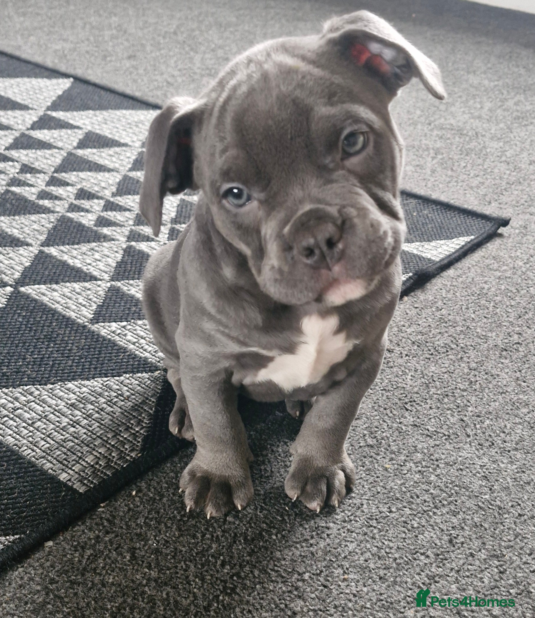 American Bully dogs Blue female pocket bully  - Advert 5