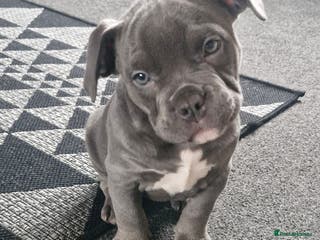 American Bully dogs Blue female pocket bully - Advert 5