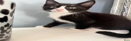 Mixed Breed cats for sale: 3 beautiful kittens for sale - Advert 7