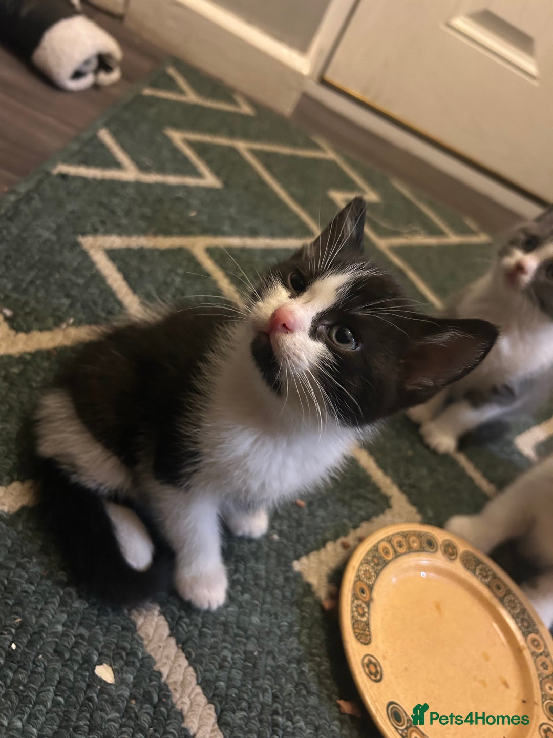 British Shorthair cats for sale: British shorthair kitten  - Advert 8