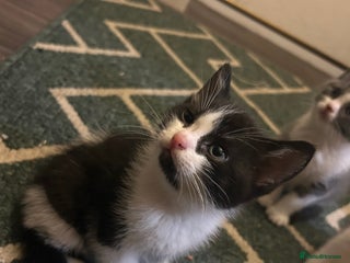 British Shorthair cats British shorthair kitten - Advert 17