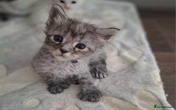 Maine Coon cats for sale: Mainecoon kittens BlackSilver smoke poly non poly - Image 5