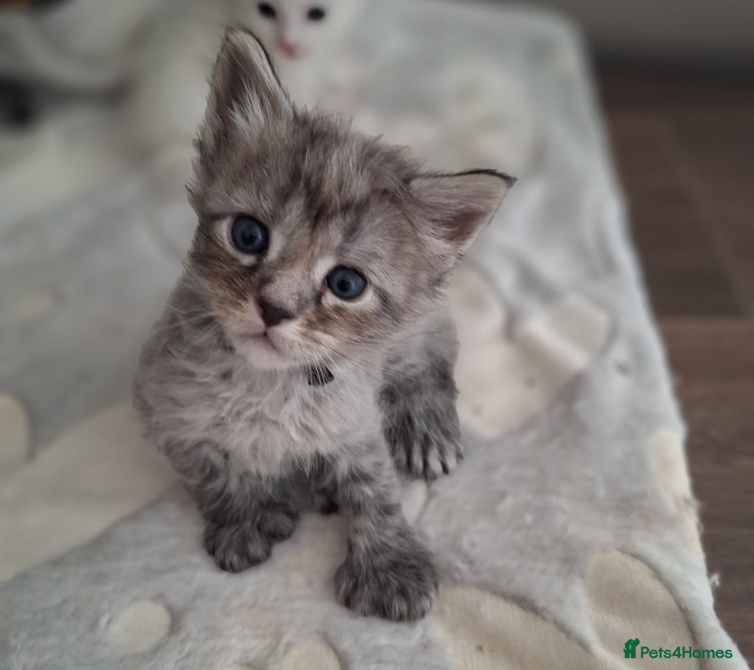 Maine Coon cats for sale: Mainecoon kittens BlackSilver smoke poly non poly - Image 5