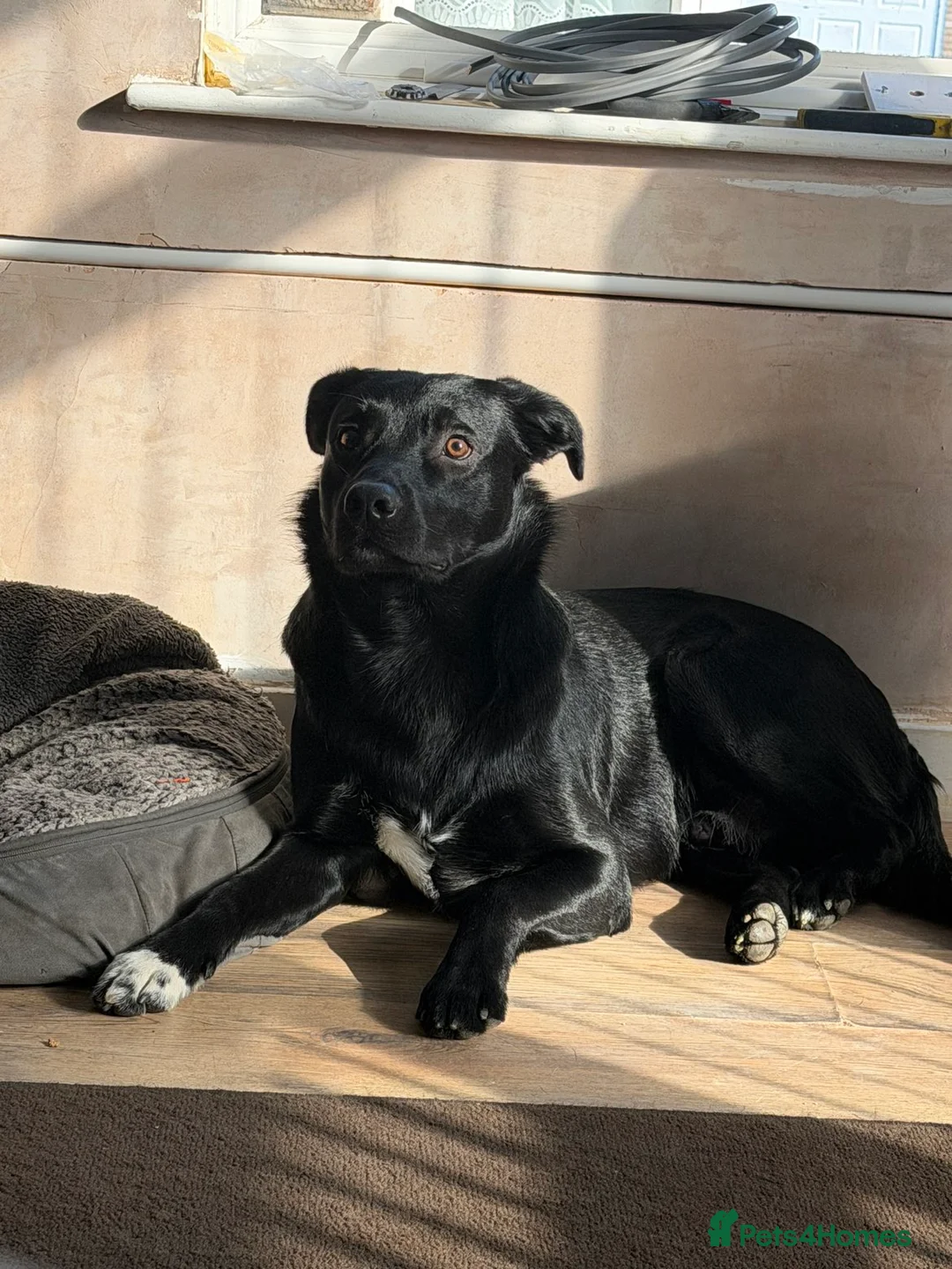 Borador dogs for sale: Bear  - Advert 1