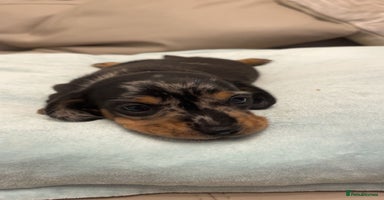 Miniature Dachshund dogs - Advert 5