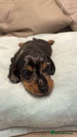 Miniature Dachshund dogs - Advert 3