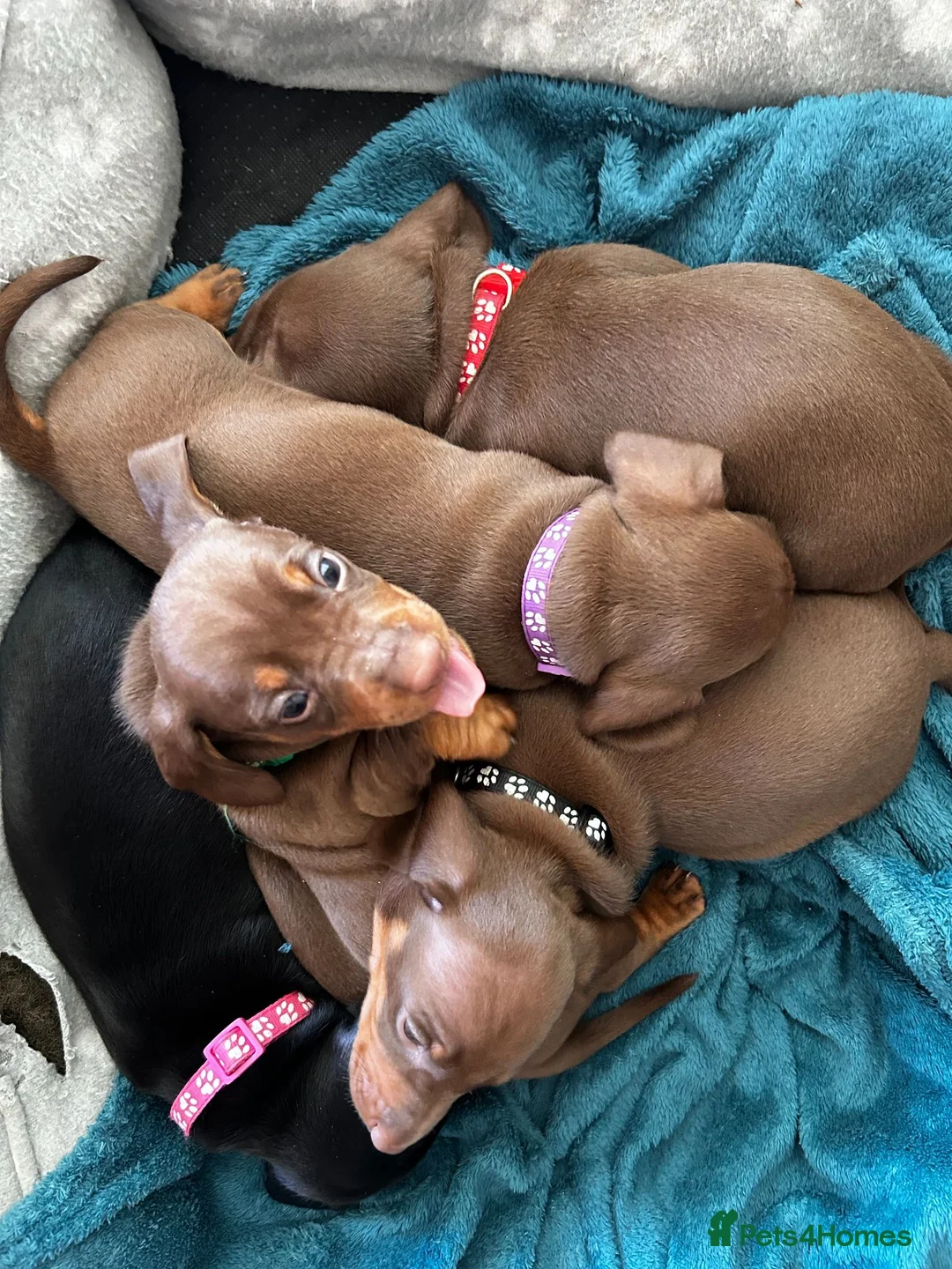 Miniature Dachshund dogs for sale: KC REG Miniature Smooth Short Haired Dachshunds - Advert 1