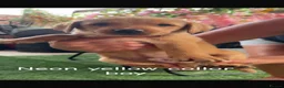 Labrador Retriever dogs for sale: Yellow Labradors  - Advert 17