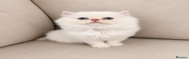 Persian 3