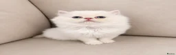 Persian cats for sale: Persian  - Advert 8