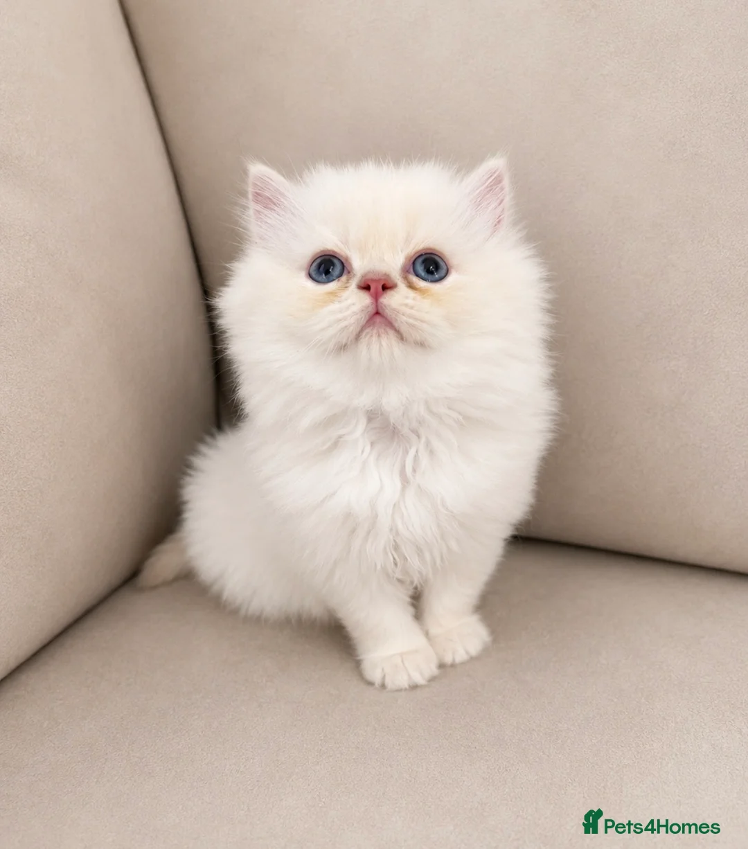 Persian cats for sale: Persian  - Advert 8