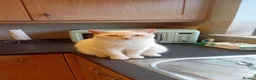 British Shorthair cats for sale: Red point collar shorthaired - Advert 5