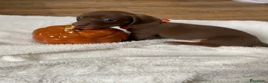 Dachshund 2