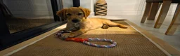 Golden Retriever dogs for sale: Fully Vaccinated Working Golden Retriever puppy - Advert 8