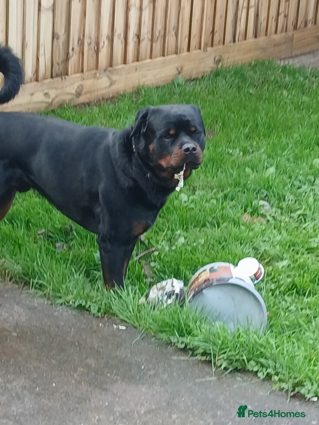 Rottweiler dogs for sale: Rehoming Rosco - Image 2