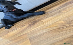 Labrador Retriever dogs for sale: Last black lab bitches available  - Image 26
