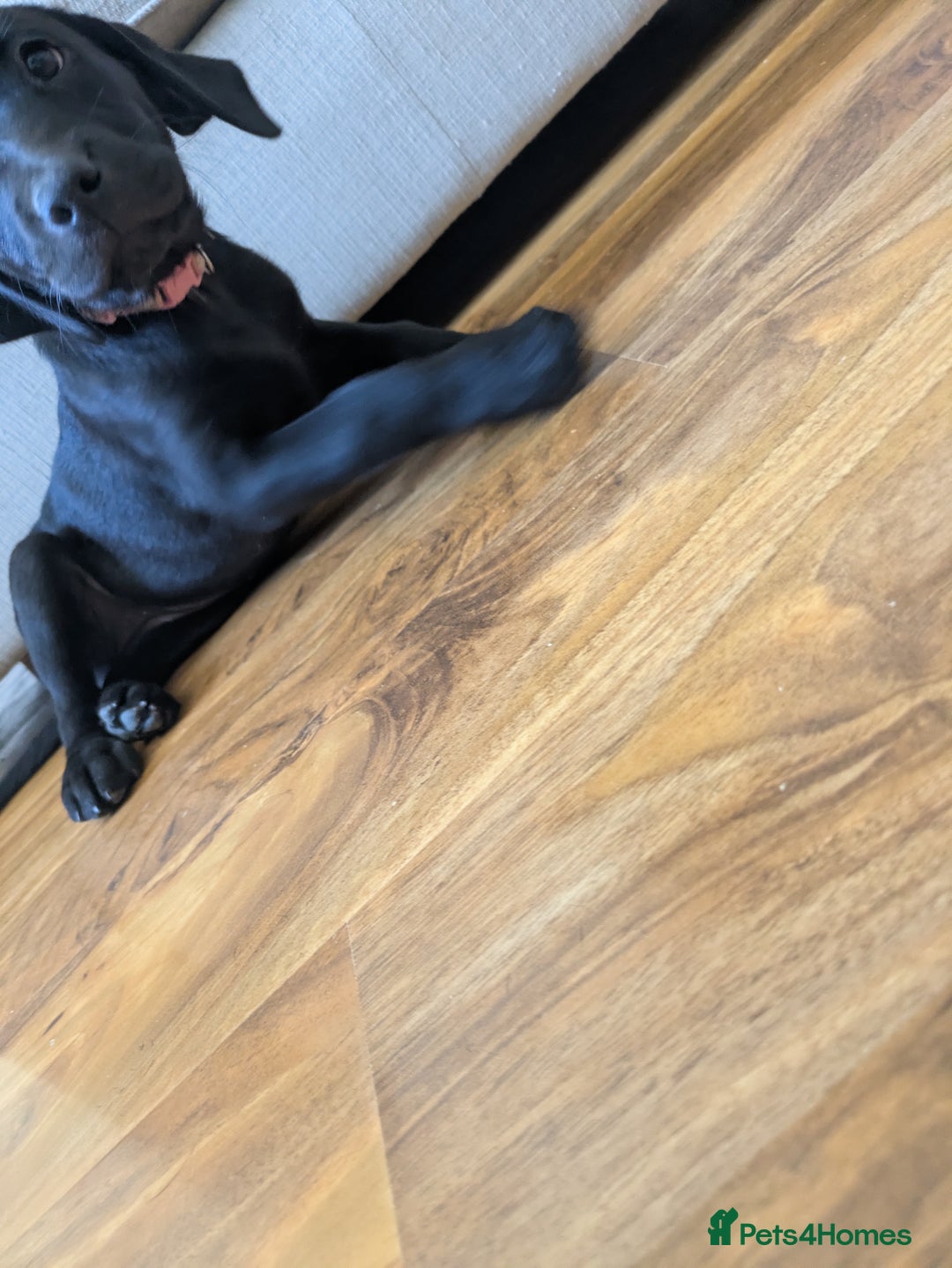 Labrador Retriever dogs for sale: Last black lab bitches available  - Image 26