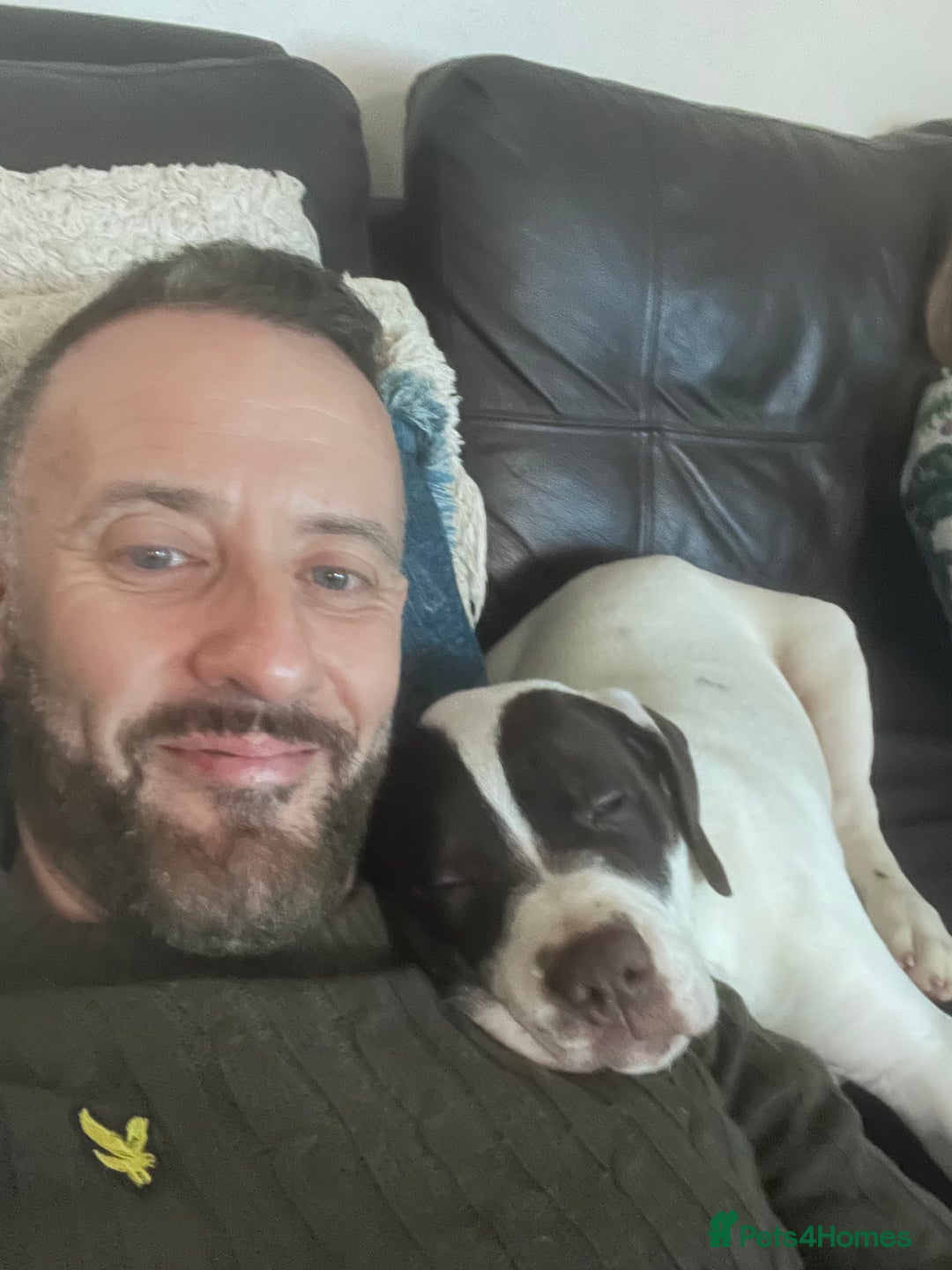 Presa Canario dogs for sale: BANE PRESA CANARIO 2 years old male  - Image 17
