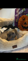 Dachshund dogs - Advert 1