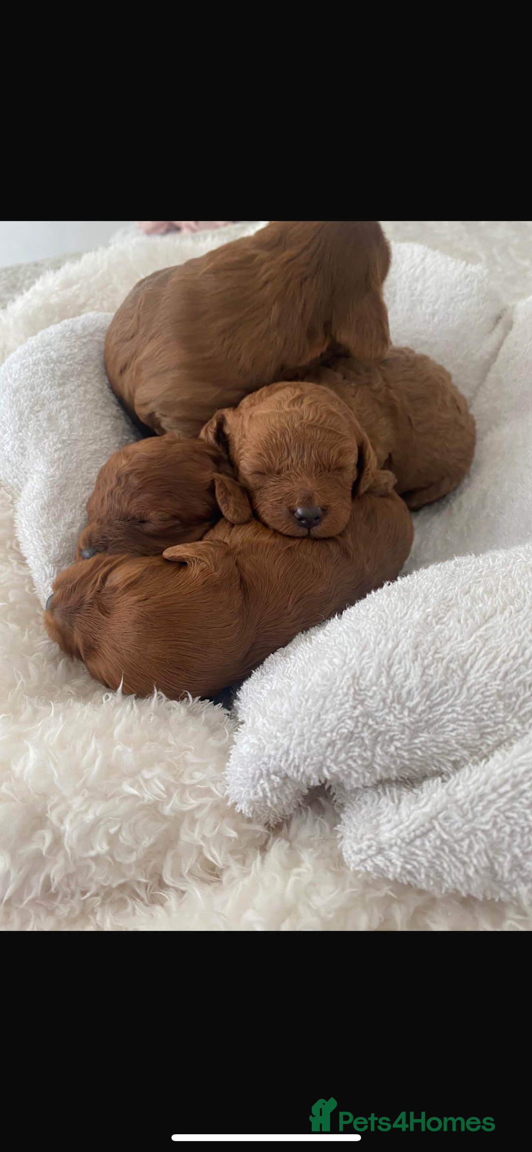 Cavapoo dogs for sale: Cavapoo puppies for sale  - Image 3