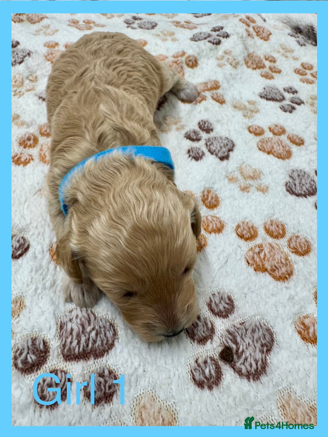 Cockapoo dogs for sale: Outstanding F1b Cockapoo Fully Health Tested  - Advert 6