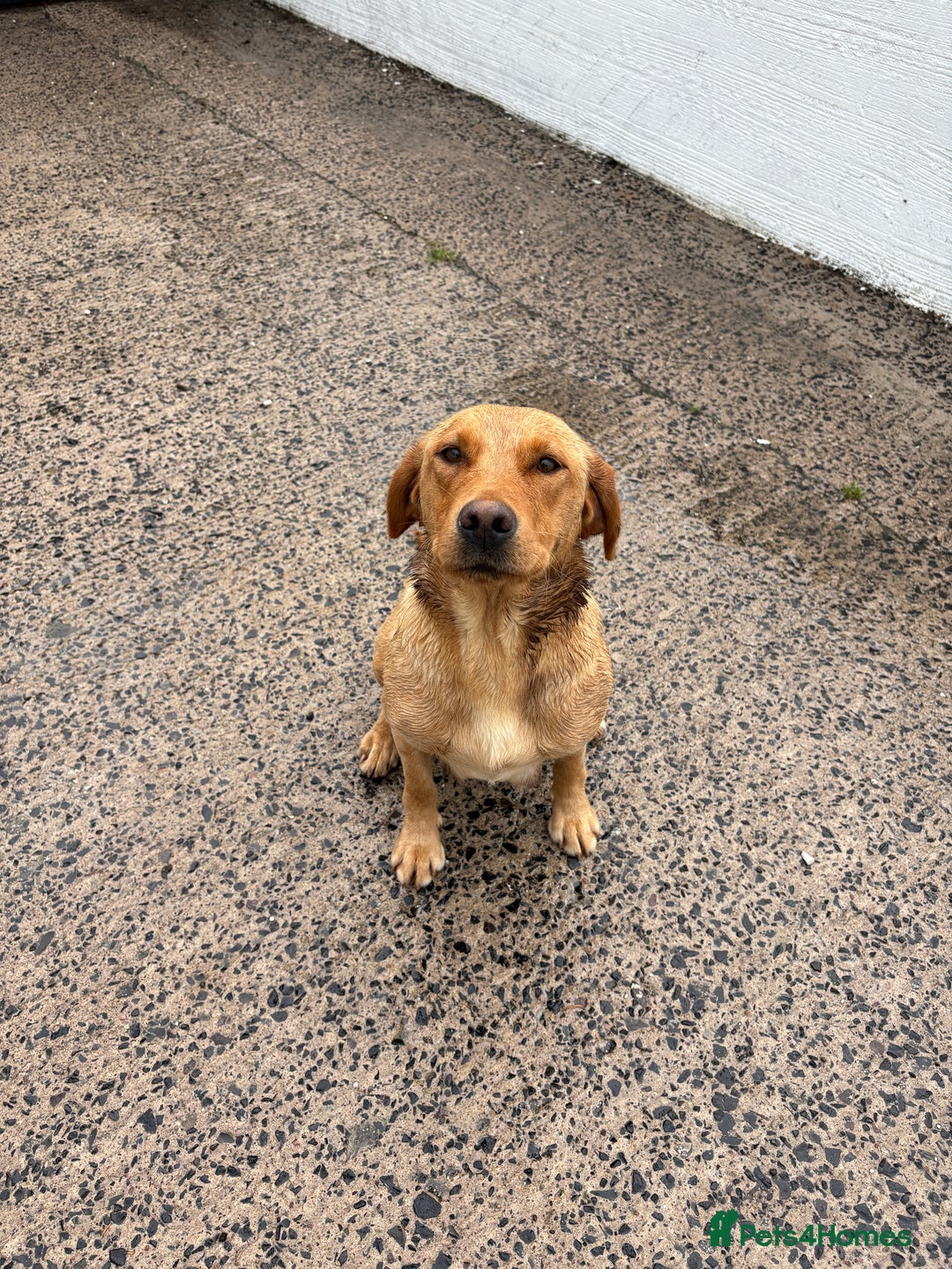 Labrador Retriever dogs for sale: Beautiful Labrador pups - Image 8