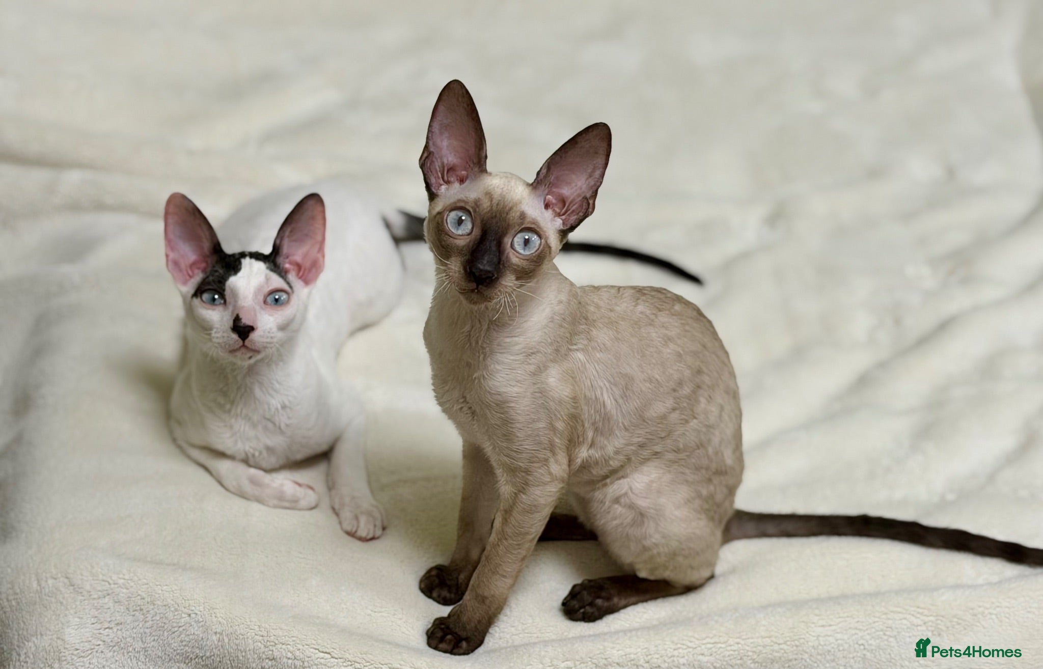 Cornish Rex cats Cornish Rex Kittens – Ready for Loving Homes - Advert 2