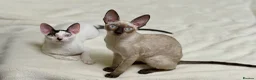 Cornish Rex cats for sale: Cornish Rex Kittens – Ready for Loving Homes - Advert 1