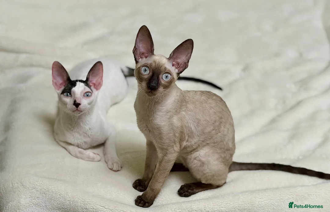 Cornish Rex cats for sale: Cornish Rex Kittens – Ready for Loving Homes - Advert 1