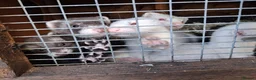 Ferret rodents for sale: Ferrets  - Advert 2