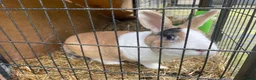 Dutch rabbits for sale: Rabbit in London - Advert 1