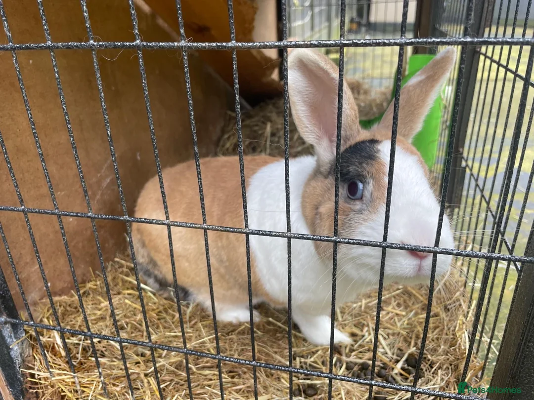 Dutch rabbits for sale: Rabbit in London - Advert 1