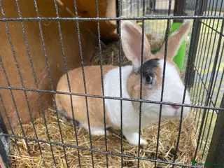 Dutch rabbits Rabbit in London - Advert 2