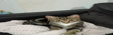 Bengal 1