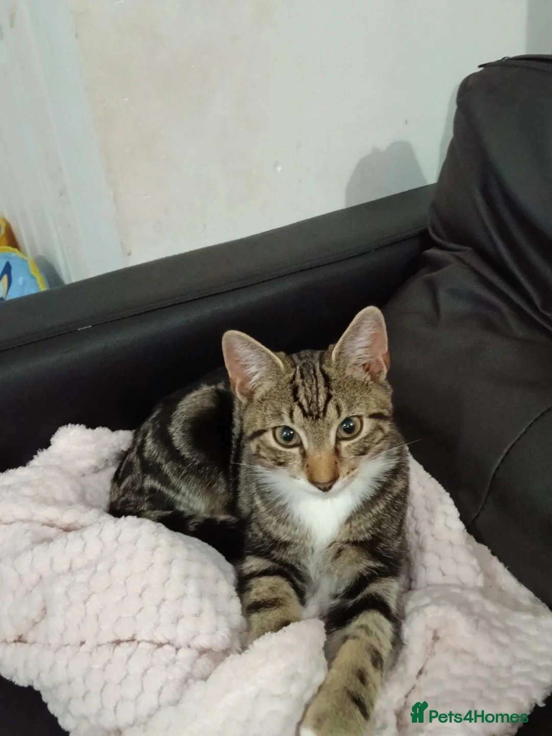 Bengal cats for sale: Beautiful boy - Advert 2