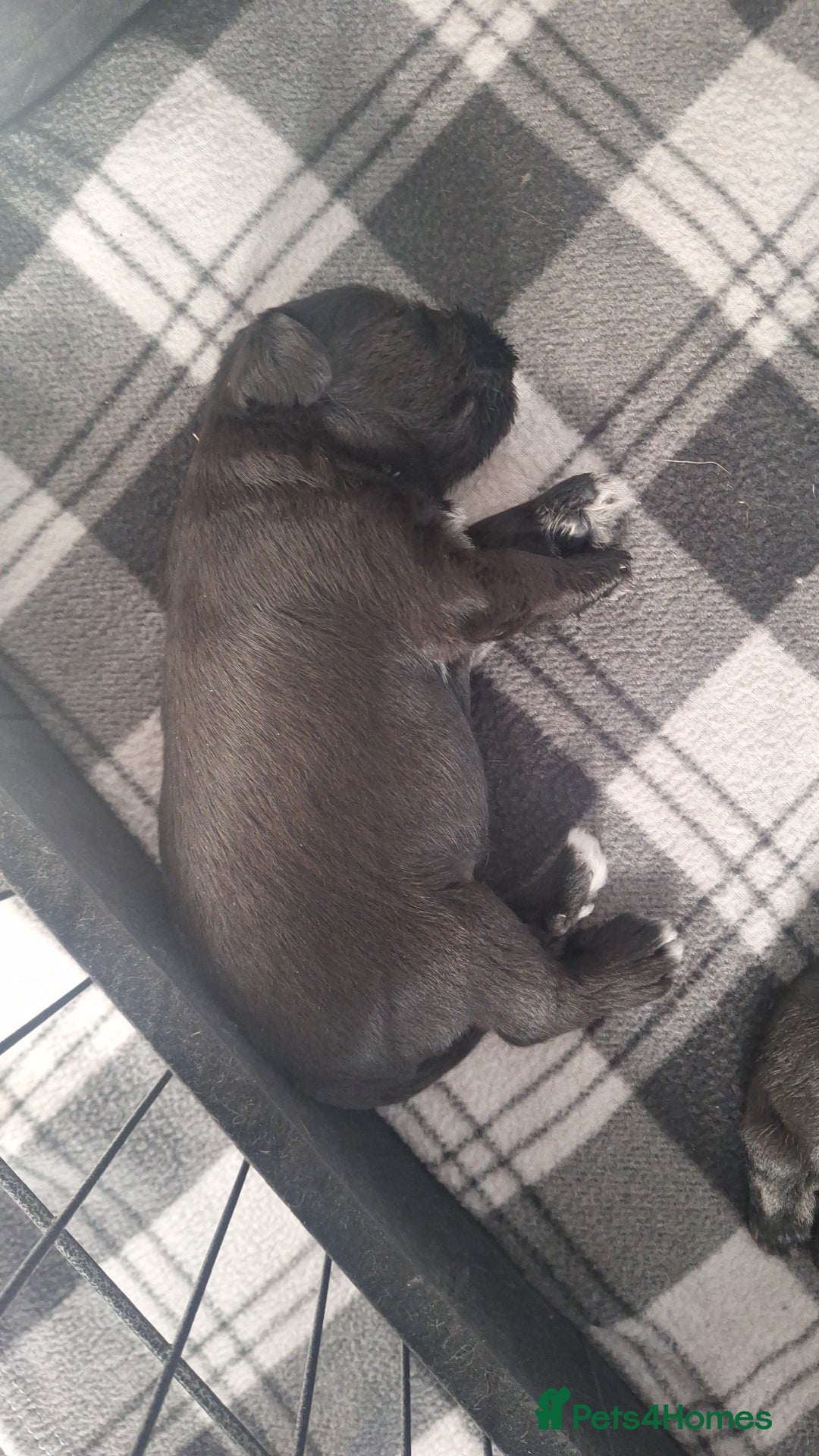 Miniature Schnauzer dogs for sale: 3 adorable miniature schnauzer puppies  - Image 8