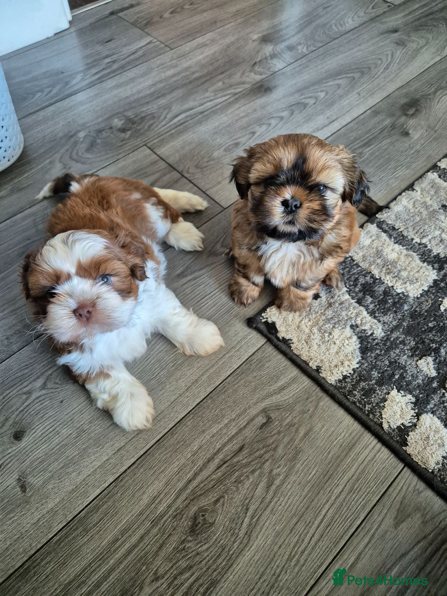 Shih Tzu dogs Shih tzu puppies for sale  - Advert 3