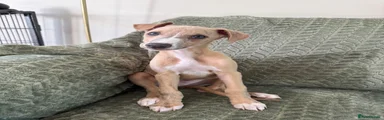 Whippet 1