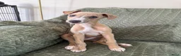 Whippet dogs for sale: 3 Lovely boys  - Advert 3
