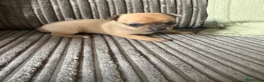 Chihuahua 2
