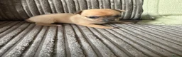 Chihuahua dogs for sale: Beautiful litter of chihuahua puppies  - Advert 9