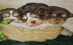 Cocker Spaniel dogs for sale: Exceptional Pedigree Kc Champion Show Cockers - Image 1