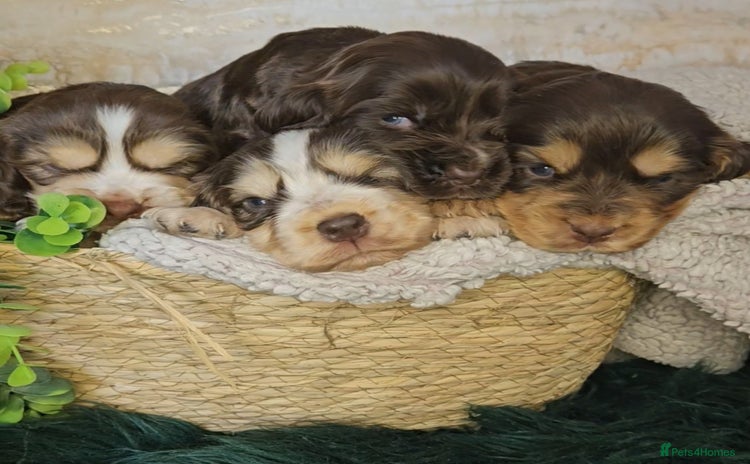 Cocker Spaniel dogs - Advert 14