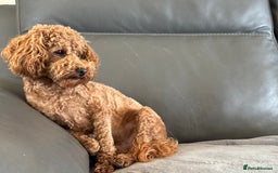 Toy Poodle dogs for sale: KC Toy Poodle Boy - Image 14